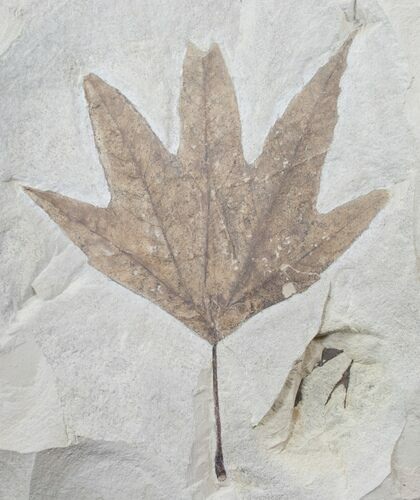 Large Fossil Sycamore Leaf - Green River Formation #15829